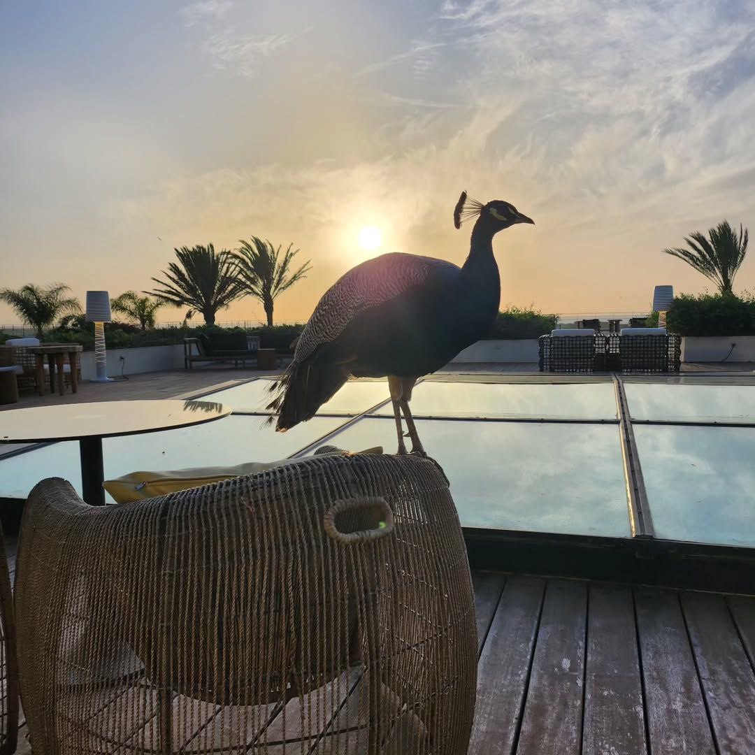 Sofitel Essaouira Mogador Golf & Spa